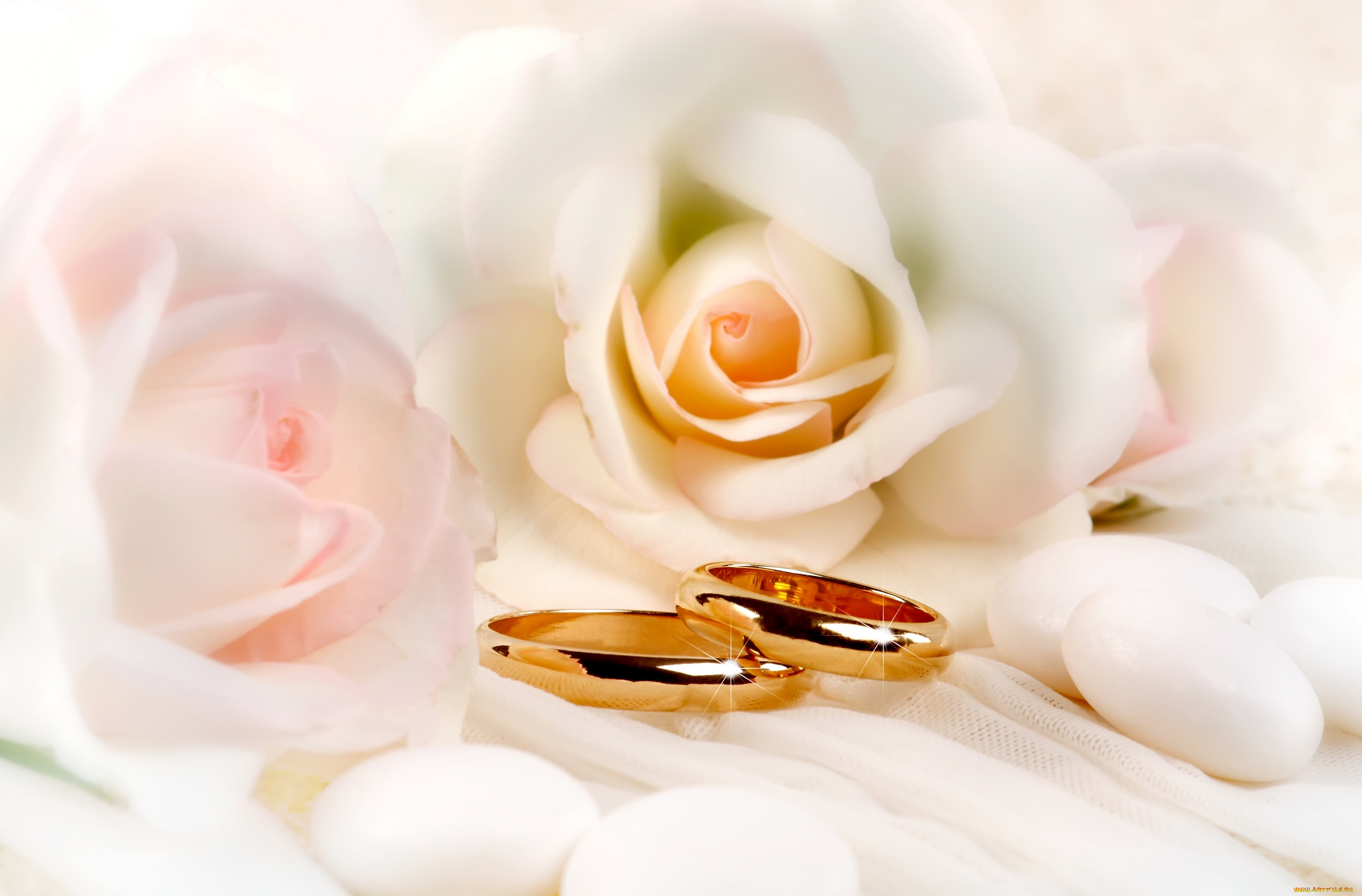 Свадебный фон цветы кольца